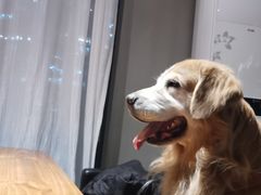 -百好乐宠物友好餐厅(朝外大街店)