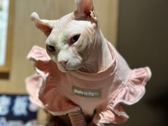 -MOCHA明星猫咖(田子坊店)