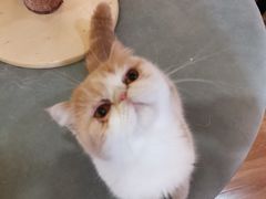 -滚猫咖啡·猫咖·猫友好撸猫(未来城店)