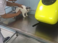 -中农大我爱我爱24h动物医院·中医针灸·猫专科·骨科医疗中心(双井店)