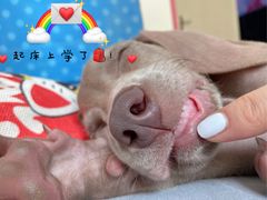 -趣玩宠物乐园寄养训犬训狗游泳池