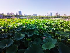 -莲花池公园
