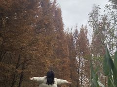 -桤木河湿地公园