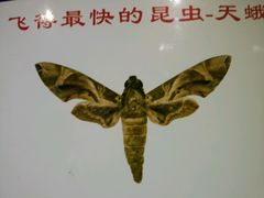 android_upload_pic-上海昆虫博物馆