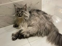 -老吴的猫·猫舍(新区店)