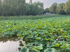 -东升八家郊野公园