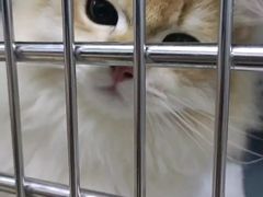 -美联众合动物医院·24h转诊中心