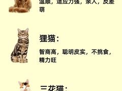 -lincat·猫舍(广州店)