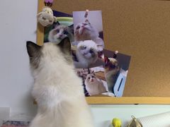 -momokira米努特·德文卷毛猫·棉花面纱犬