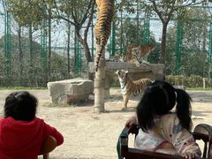 -上海野生动物园老虎餐厅