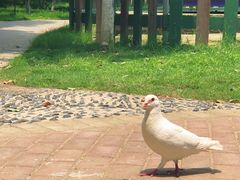 -合肥滨湖国家森林公园