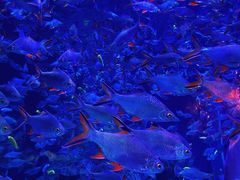 -成都浩海立方海洋公园