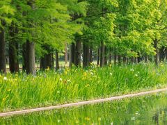 -上海共青森林公园