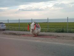 -青海湖国家重点风景名胜区
