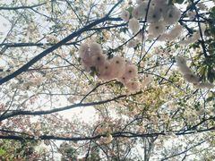 -西安青龙寺遗址景区