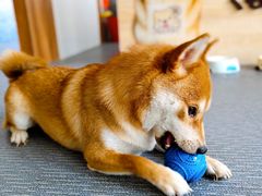 -柴源莊·柴小宠柴犬咖啡