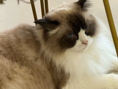 -平行世界·猫咖(首经贸店)