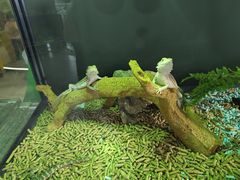 -合肥野生动物园