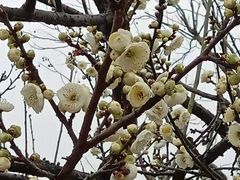 -香雪海