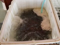 -金海椒罐罐鲢鱼(东方桂苑店)