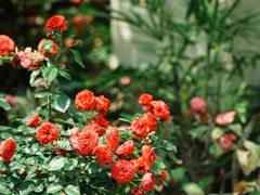 -深圳市中科院仙湖植物园