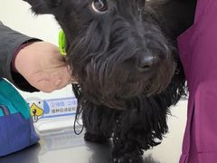 -美联众合动物医院·24h京西诊疗中心