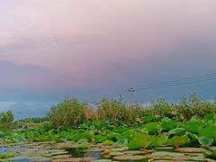 -白洋淀景区