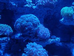 -太平洋海底世界