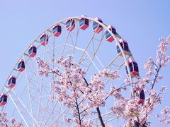 -顾村公园