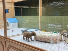 -帕帕拉兹宠物(亚洲旗舰店)