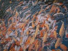 -必胜客(长安长青店)
