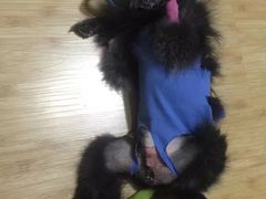 -瑞鹏宠物医院·爱宠堂·骨外专科(西荷分院)