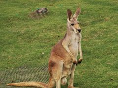 -西霞口神雕山野生动物世界