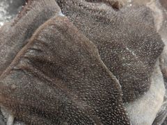 -铜元老码头鳝鱼火锅