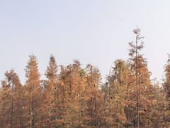 -白鹭湾湿地公园