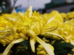 -重庆市江北嘴中央商务区中央公园