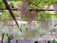 -嘉定紫藤园