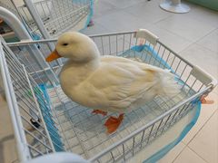 -怪兽屋·羊驼·猫咖·狗咖(俊华广场店)