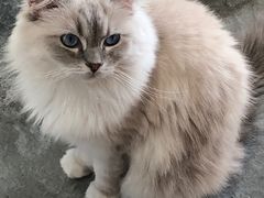-瞄一喵猫咖(格力海岸店)