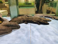 -旺顺阁海鲜广场(亚运村店)