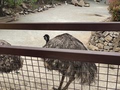 -青岛森林野生动物世界