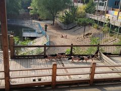 -北京鹿世界主题园