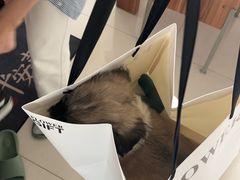 -艾贝尔宠物医院 ·内科全科(梁溪路店)