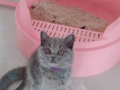 -糯米喵星人总部直营旗舰店·猫舍·幼猫出售