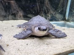 -海合安天津极地海洋公园