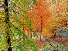 -上海海湾国家森林公园