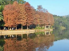 -深圳仙湖植物园