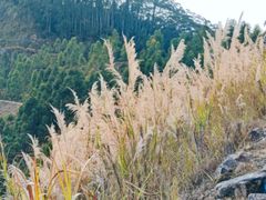 -黄埔油麻山森林公园