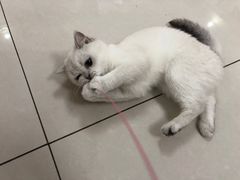 -鼓捣猫呢主题猫咖店