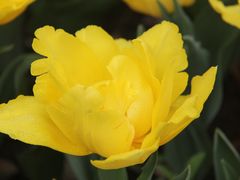 -上海鲜花港
